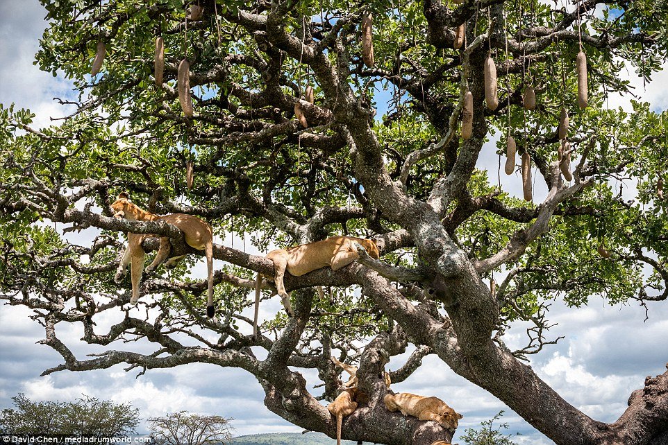 Luanët hipin në pemë për t’u freskuar