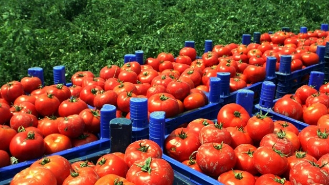 Atje ku ka shtet/ Greqia ndalon tonelata ton domate shqiptare me pesticide