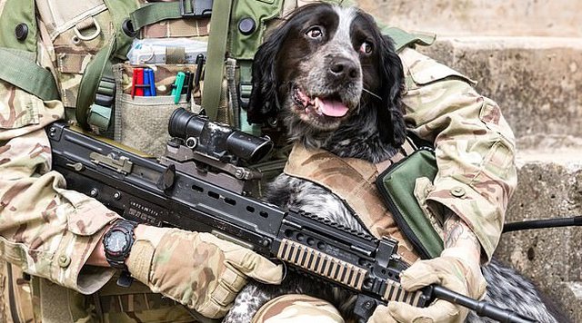 Ushtari futet mes plumbave për të shpëtuar qenin e plagosur në Kabul