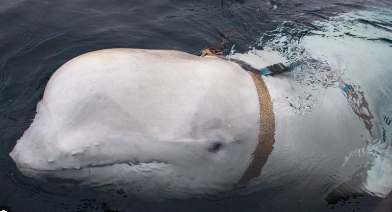 Kapet balena “spiune ruse” në brigjet e Suedisë